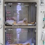 애깅이 잘하면 낼 <b>퇴원</b>이래!!