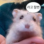 포켓몬빵 인기 많은 이유가 머임???