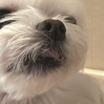 우리 강애지 <b>근접샷</b>