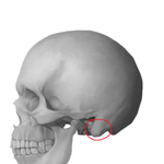 [댓글부탁해] 왼쪽 귀 뒤쪽이 ㅈ ㄴ <b>찌릿</b>하고 욱신거리는데