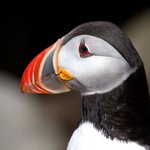 [댓글부탁해] <b>새부리</b>형 마스크 써봤는데