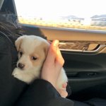 [강아지] 시고르자브종 <b>보리</b> 미모 봐주라