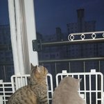 [고양이] 곰이와 여우 일상12