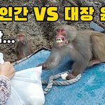 깡패같은 <b>대장원숭이</b> VS 인간 여자