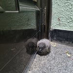 <b>대문</b> 앞 비둘기 질문받는다