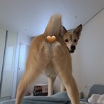 가성비 좋은 <b>숏</b>패딩 ㅊㅊ좀