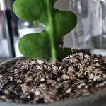 [NCT칠프] 재혅이도 이거 키웠으면 좋겠다