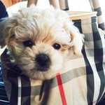 [더보이즈] <b>보리</b>야아아아아ㅏ아ㅏ앙