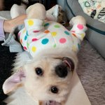 우리가 바로 시고르자브종 오둥이 15