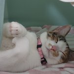 [고양이] 어제자) 우리집 고양이 <b>턱살</b> 사진에 이어서 추가 사진...