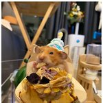 <b>생일</b>케이크 먹는 햄스터