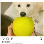 윤석열 <b>지지</b>하는애들은 뭔 생각일까?