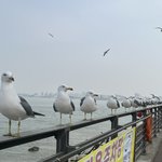 [댓글부탁해] 내가 찍은 갈매기 볼사람