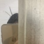 낮잠자고 <b>일어</b>낫는데 더듬이생김