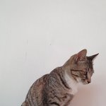 [고양이] 귀요미까미7