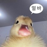[드루와] 강식뭐먹을지ㅊㅊ좀