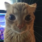 인스타에 계속 고양이 <b>인간화</b>라고 올리는 사람