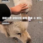 에휴 우리나라 반려견 <b>인식</b>