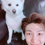 <b>알엠</b> 반려견 랩모니