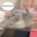 [댓글부탁해] 럽<b>실소</b> 어케 보냐ㅜ