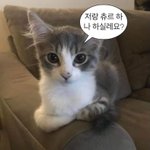 [댓글부탁해] <b>현직</b> 고양이 질문받음