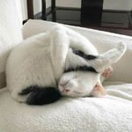 나름 굉장히 <b>평온</b>하게 쉬고 있는 거 맞음