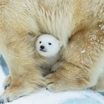 러블리함 그 <b>자체</b>인 아기 백곰
