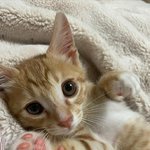 [고양이] 우리집 냥이뽀또 보러와요!!