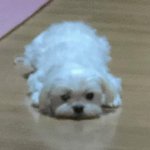[댓글부탁해] 마스카라 추반