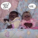 [댓글부탁해] 얘들아 제발 도와줘 댓글좀 ㅈㅂ