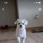 하 이 영상 속 <b>말티쥬</b> 레전드 귀여움