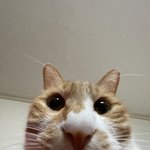 <b>가축들</b>아 투표나하자