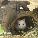 [이것좀봐줘] 햄찌 집사님들 도와줘ㅠ