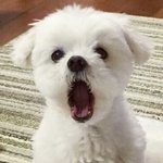 내가 만났던 <b>애중</b>에 ㅈㄴ 불쌍했던 애는