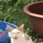 [댓글부탁해] 전자담배 할려면 뭐사야댐?