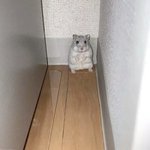 하 진짜 <b>자취</b>하고 싶다 진짜로