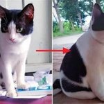 시골 할머니집으로 보내진 새끼고양이의 <b>최후</b>