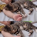 [댓글부탁해] 엄마아빠 양성인데 조카개념없음;