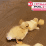 [댓글부탁해] 오늘 ㅈㅇ할까?