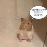 내일 <b>셔츠</b>에 가디건 ㄱㅊ???