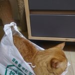 [고양이] <b>짬뽕</b> 잘하는집보단 아빠