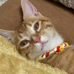 [고양이] 방구석 뽀또의 <b>일상</b> 3탄!