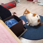 나의 동거묘 <b>도칠</b>이 2022년 3월 일상들..