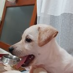 우리가 바로 시고르자브종 오둥이 17