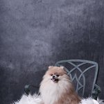 [이것좀봐줘] 병원 오진으로 7살 제반려견이 하늘나라갔습니다