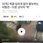 습격당해 배가 찢어진 <b>포</b><b>메</b>