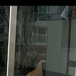 방탈 죄송] 아파트 <b>현관</b> 앞을 지키고 있는 이 새... 무슨 새인지...