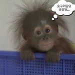 아오 골라<b>조라</b> 좀