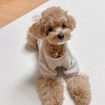 [강아지] 말티푸 우리집 <b>강쥐</b>
