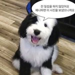 <b>야채</b>랑 <b>채소</b> 차이점 이거래 알고잇엇냐